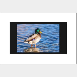 Mallard Posters and Art